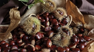 brown nut lot