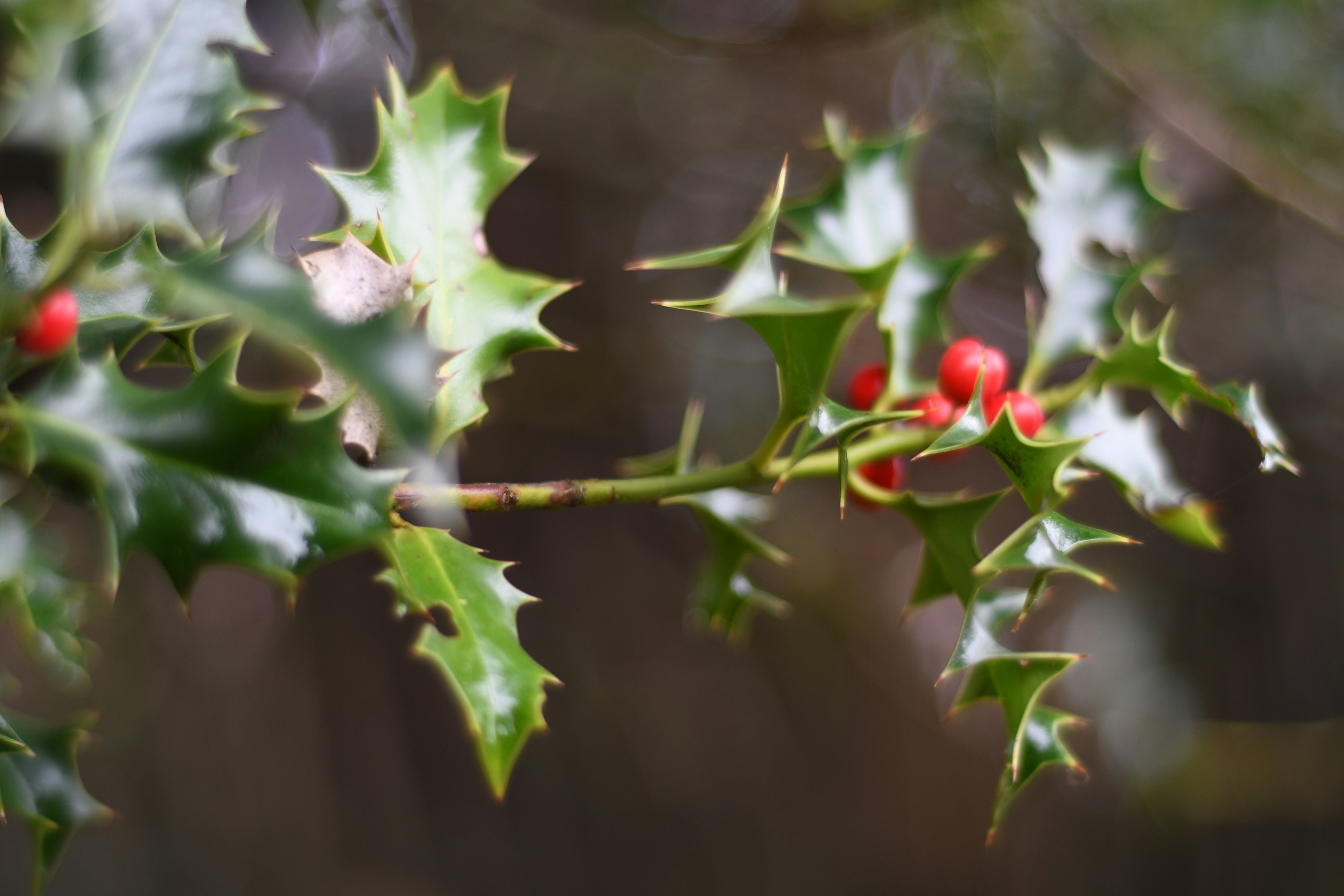 green leafed plant