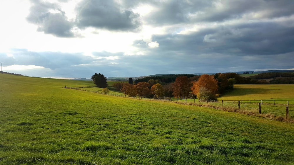 green grass field