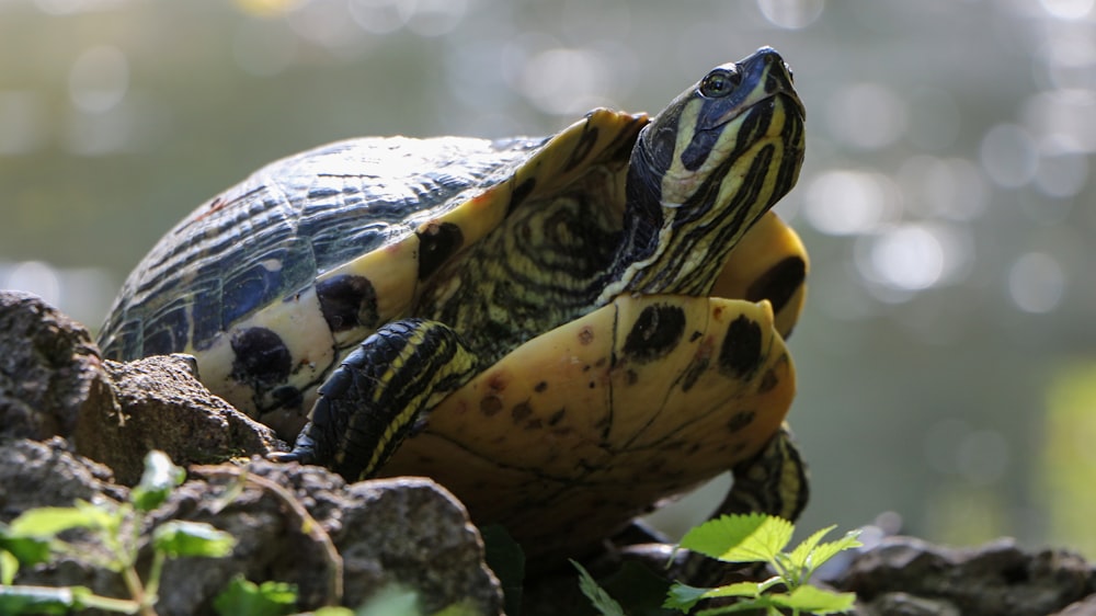 selective focus photography of black and brown turtle