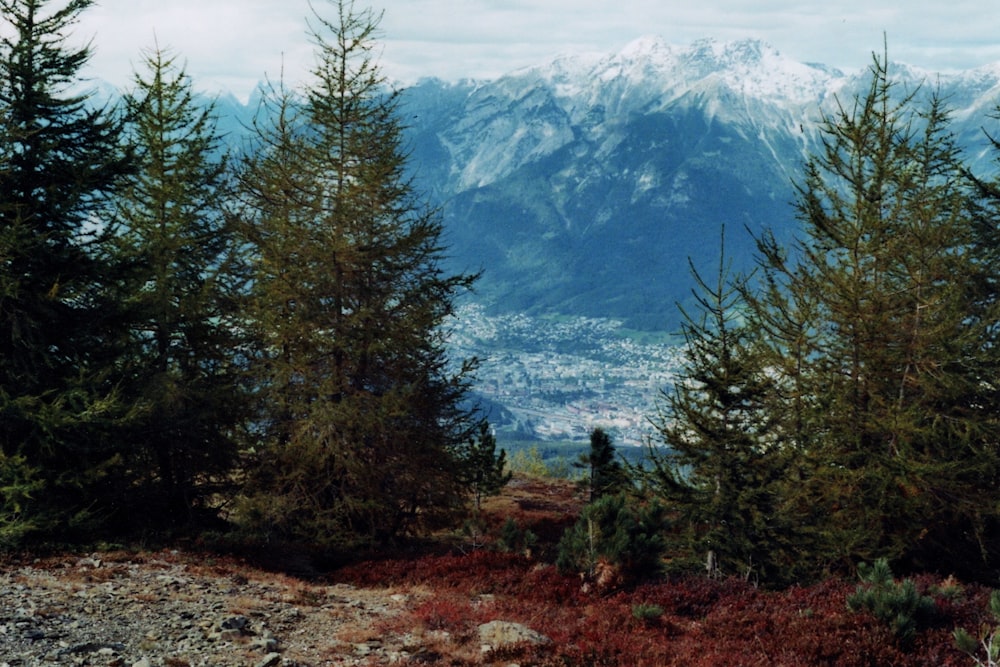 green pine trees and white mountains