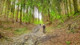 A lush forest with tall trees lining a narrow dirt path. Several hikers are walking along the path, surrounded by green foliage and natural undergrowth.