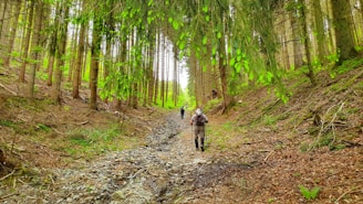 A lush forest with tall trees lining a narrow dirt path. Several hikers are walking along the path, surrounded by green foliage and natural undergrowth.