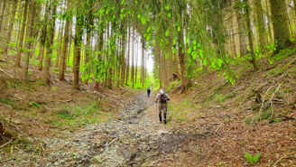 Hikers trekking through lush green forests on the Mount Meru trail, surrounded by towering trees and vibrant foliage.