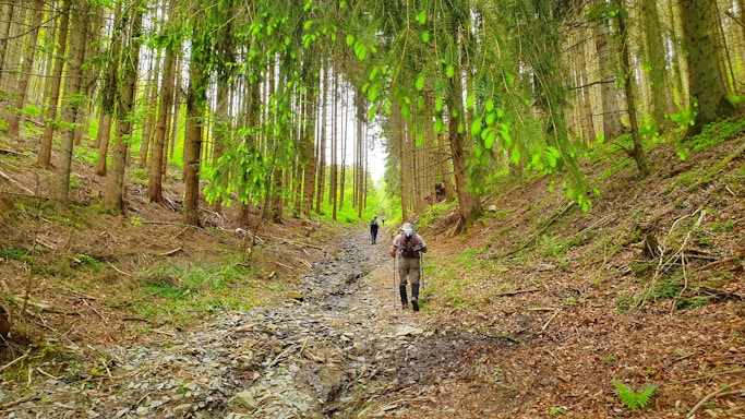 A lush forest with tall trees lining a narrow dirt path. Several hikers are walking along the path, surrounded by green foliage and natural undergrowth.