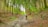 A lush forest with tall trees lining a narrow dirt path. Several hikers are walking along the path, surrounded by green foliage and natural undergrowth.