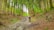 A lush forest with tall trees lining a narrow dirt path. Several hikers are walking along the path, surrounded by green foliage and natural undergrowth.