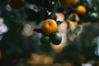 Close-up of a cluster of citrus fruits hanging from a tree, with one fruit appearing ripe and orange while the others are green. The background is blurred, creating a bokeh effect with circular light patterns.