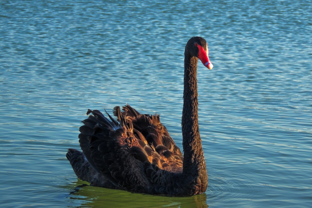 black and brown duck on ocean