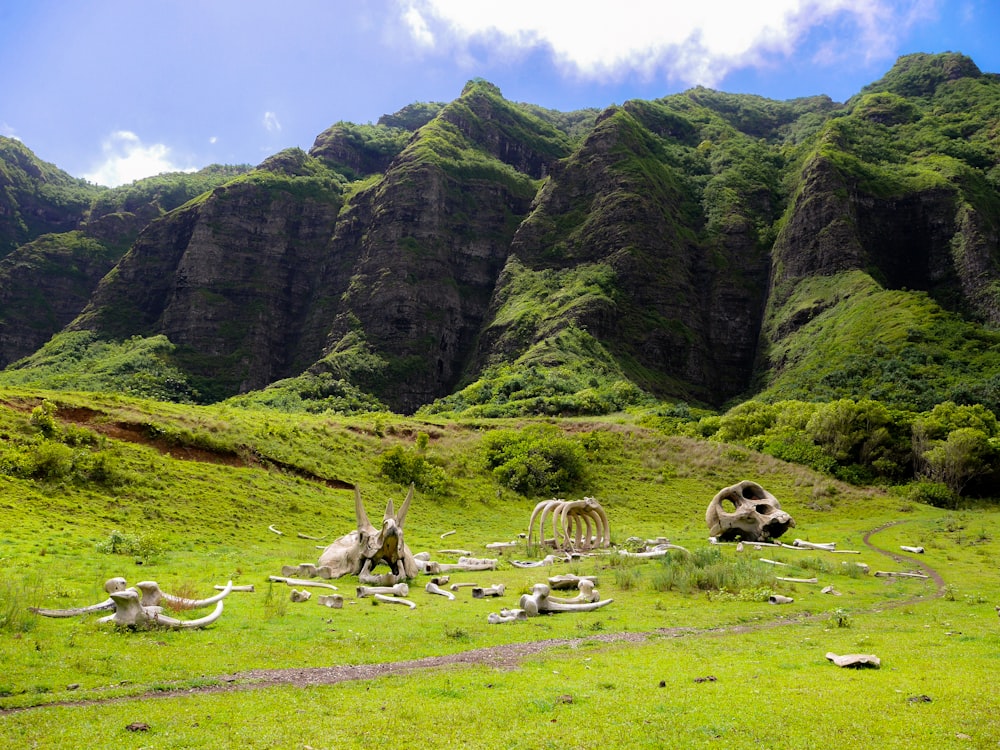 animal skeletons scattered on green field