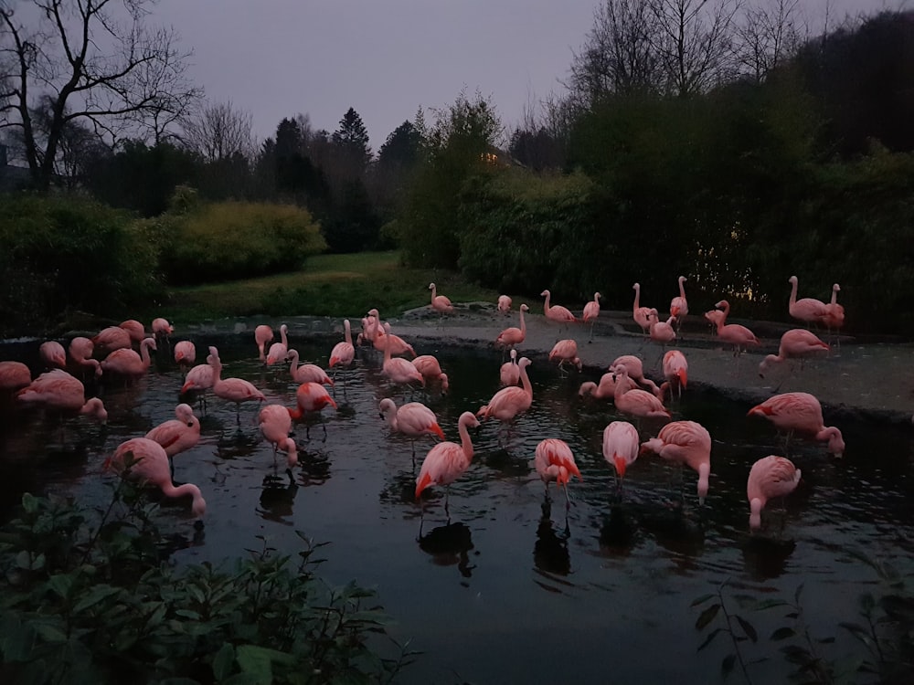 flock of pink flamingos by plants under gray skies