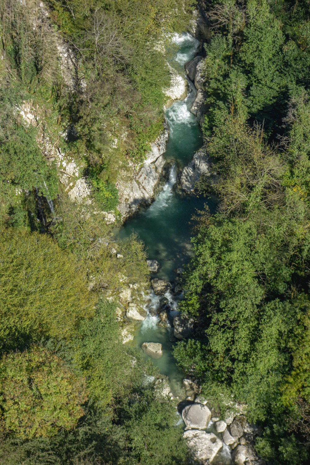 a river running through a lush green forest