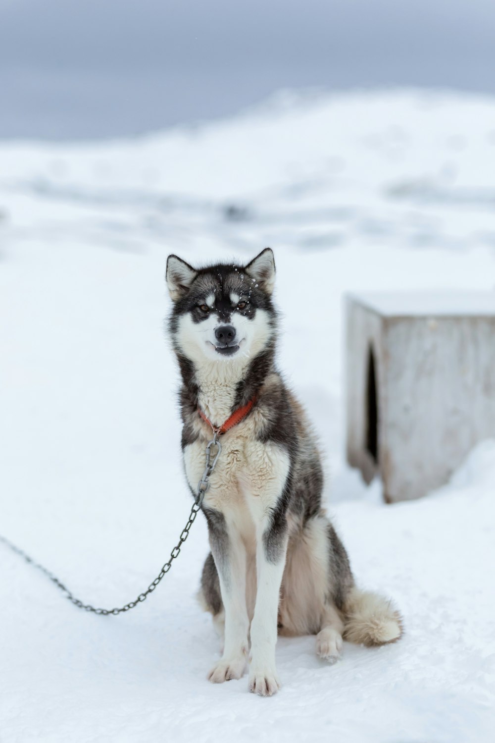 husky siberiano bianco e grigio seduto sulla neve