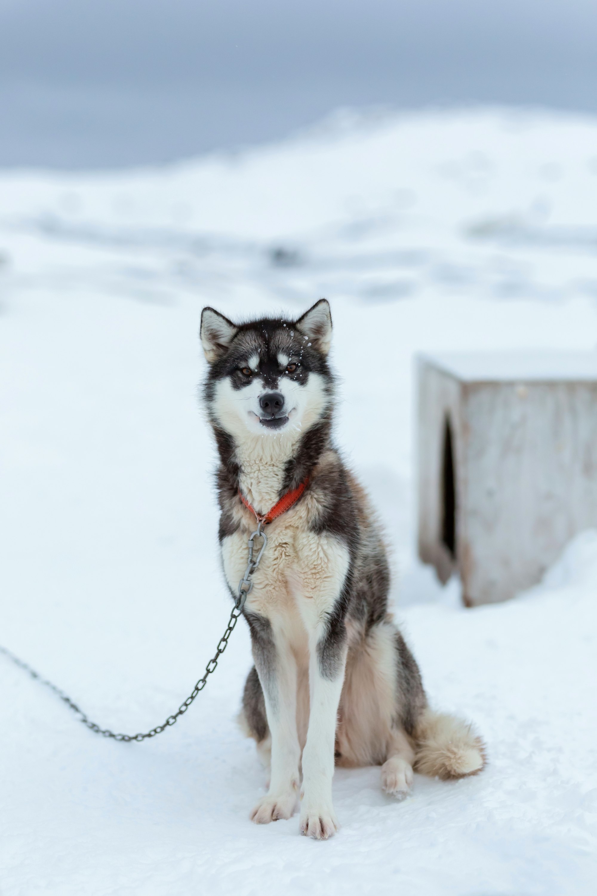 Dog Breeds that thrive in Cold Weather