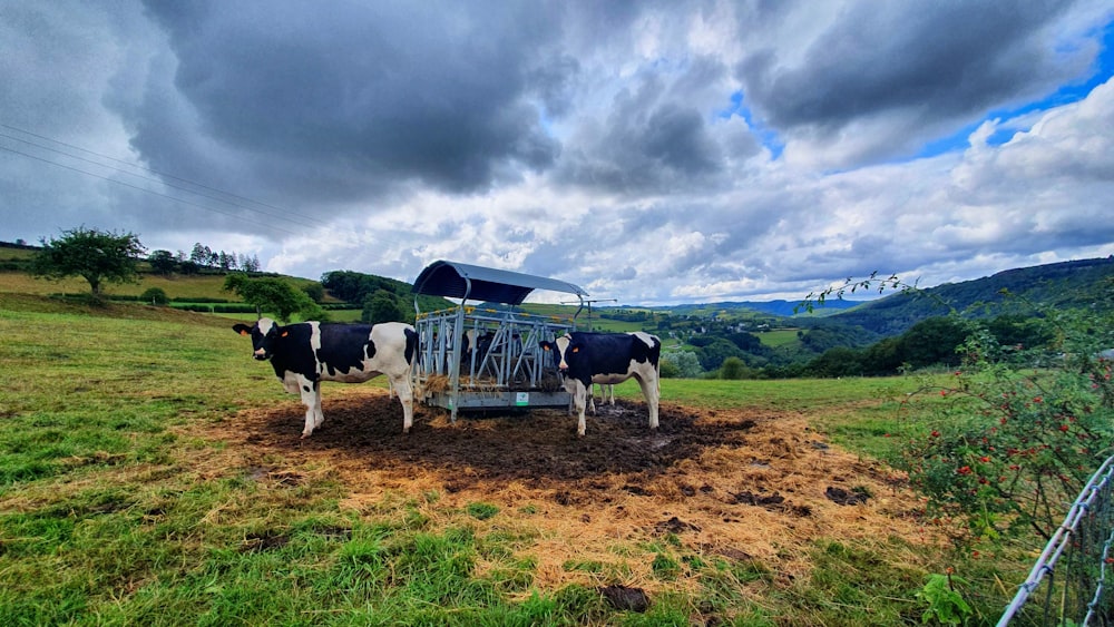 two cattles near cage