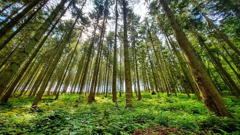 green leaf trees at daytime