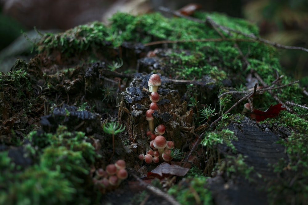 brown mushrooms