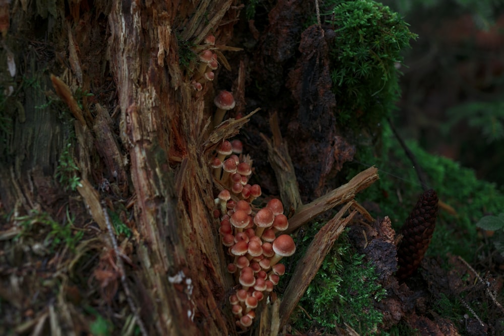 lote de cogumelos vermelhos