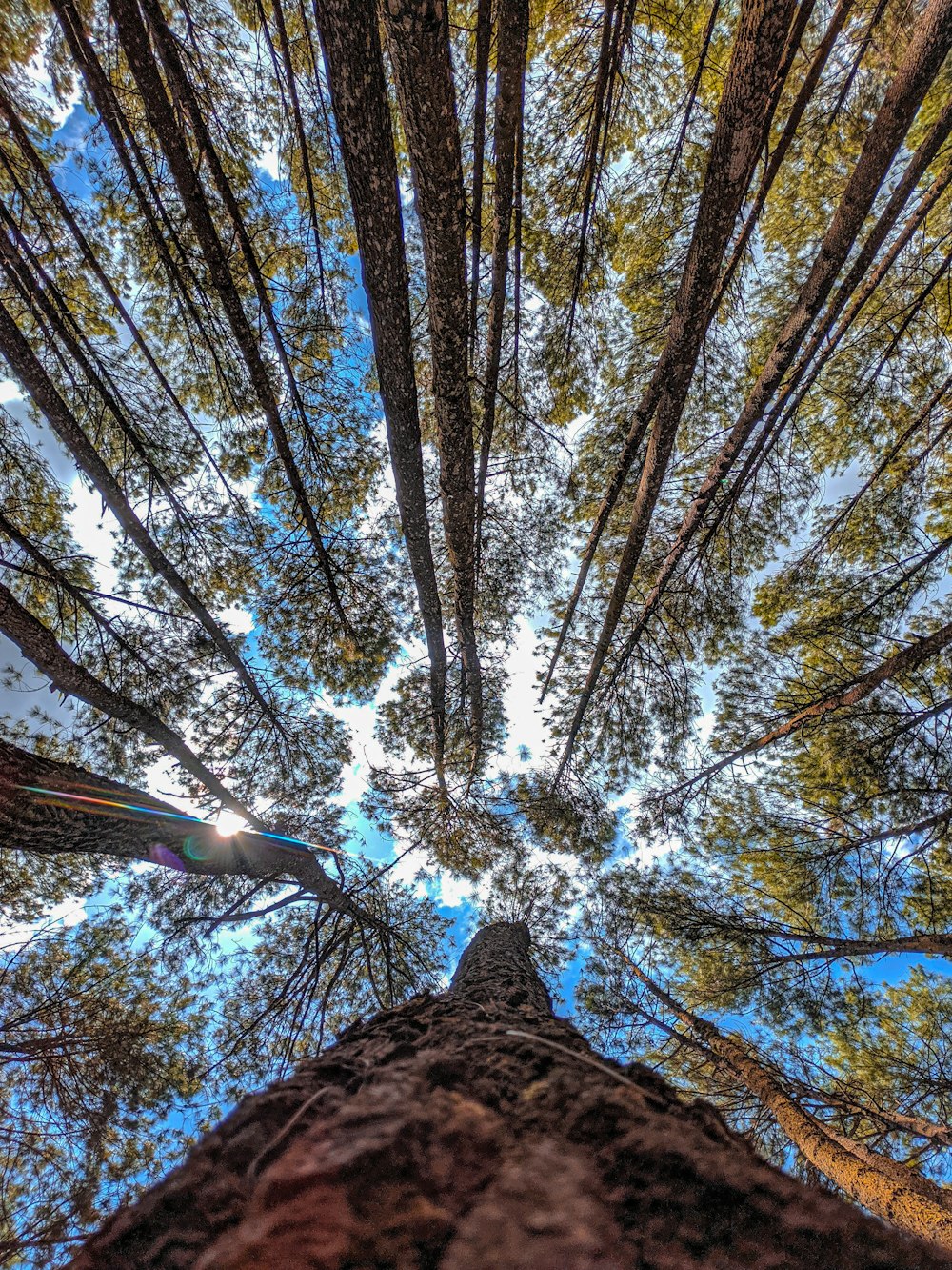 잔잔한 푸른 하늘 아래 푸른 나무의 로우 앵글 사진