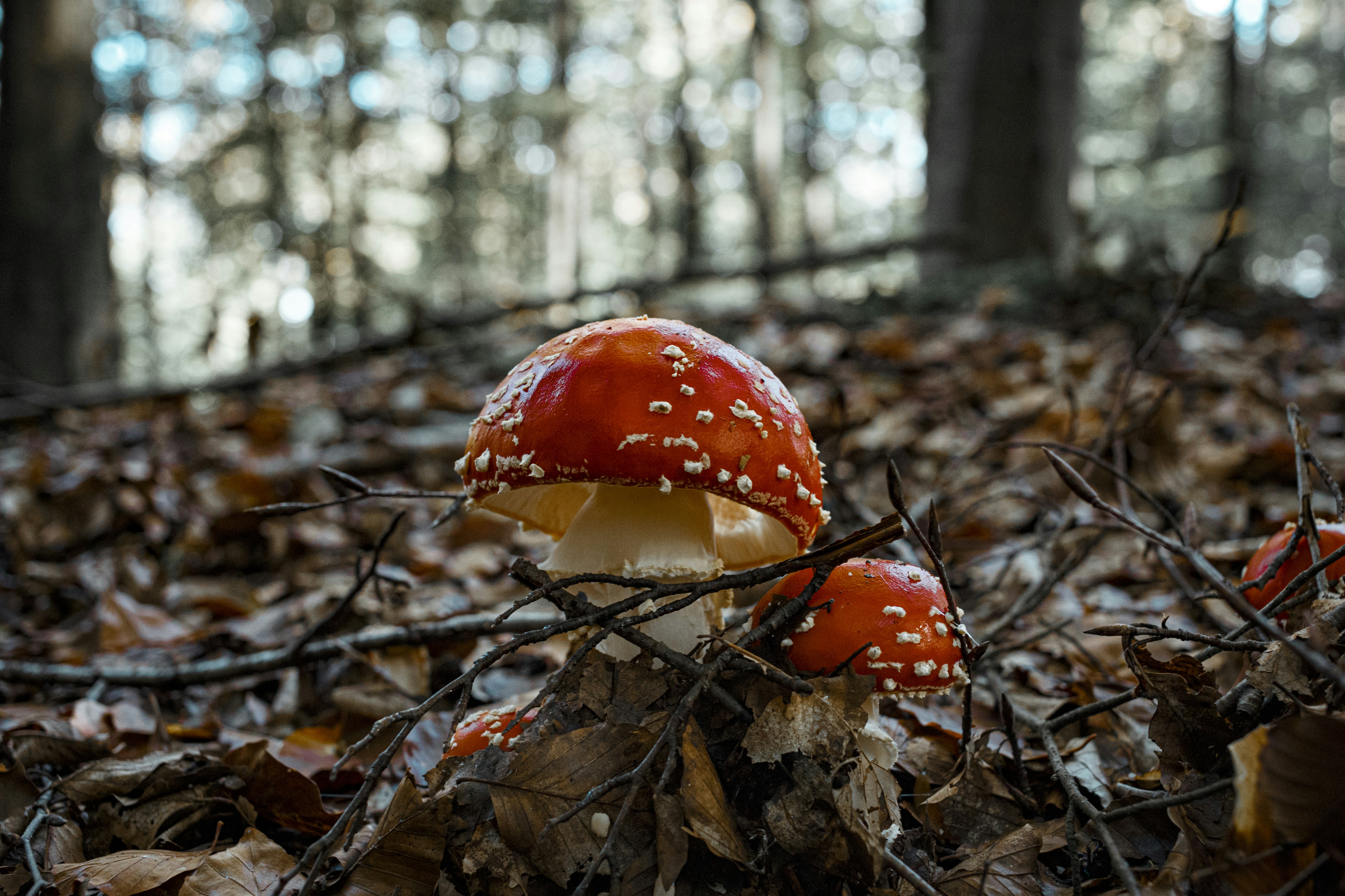 red mushroom