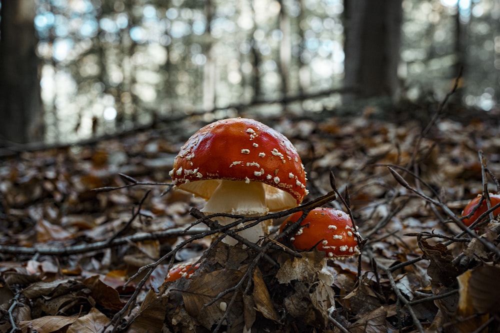 red mushroom