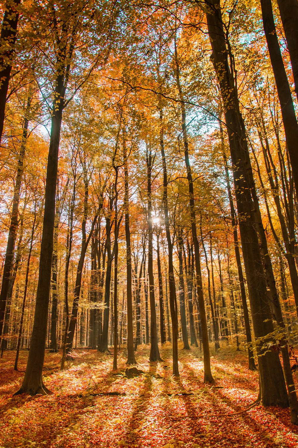 brown leaf trees at daytime