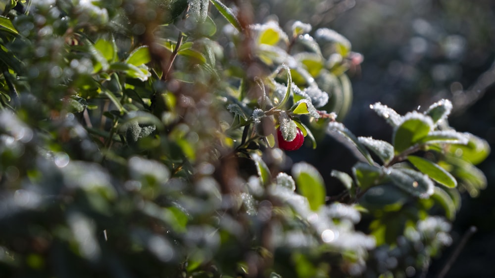 shallow focus photography of green-leafed plant