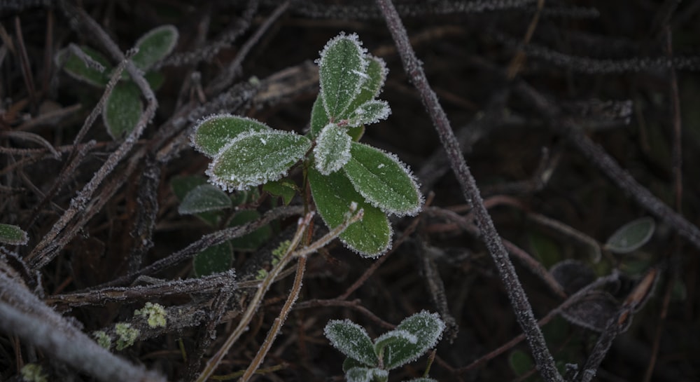 green leafed plant