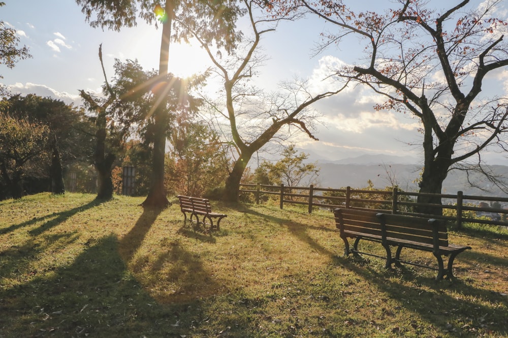 alberi dalle foglie verdi e panchine di legno marroni