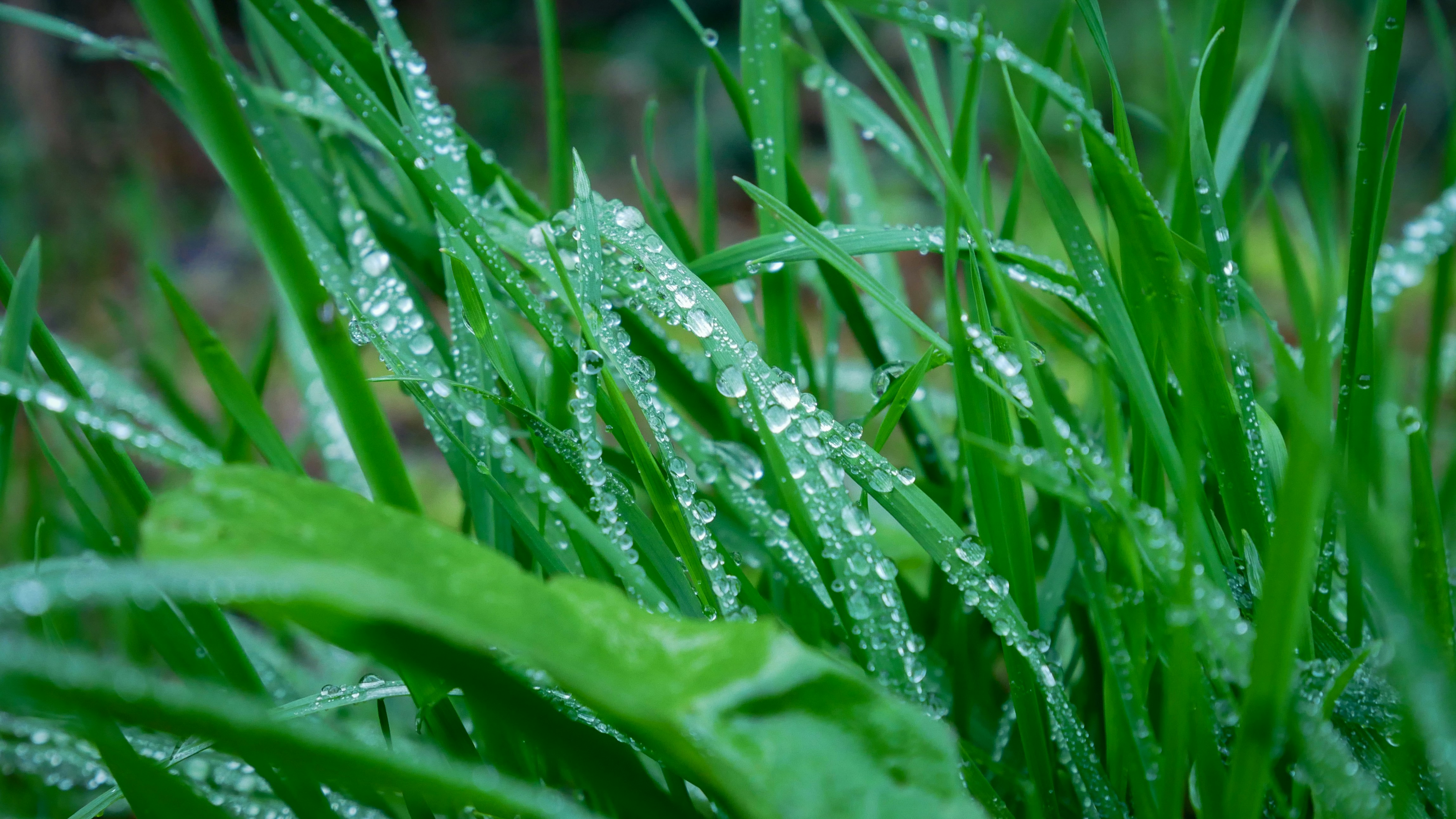 Photo by toms_picture