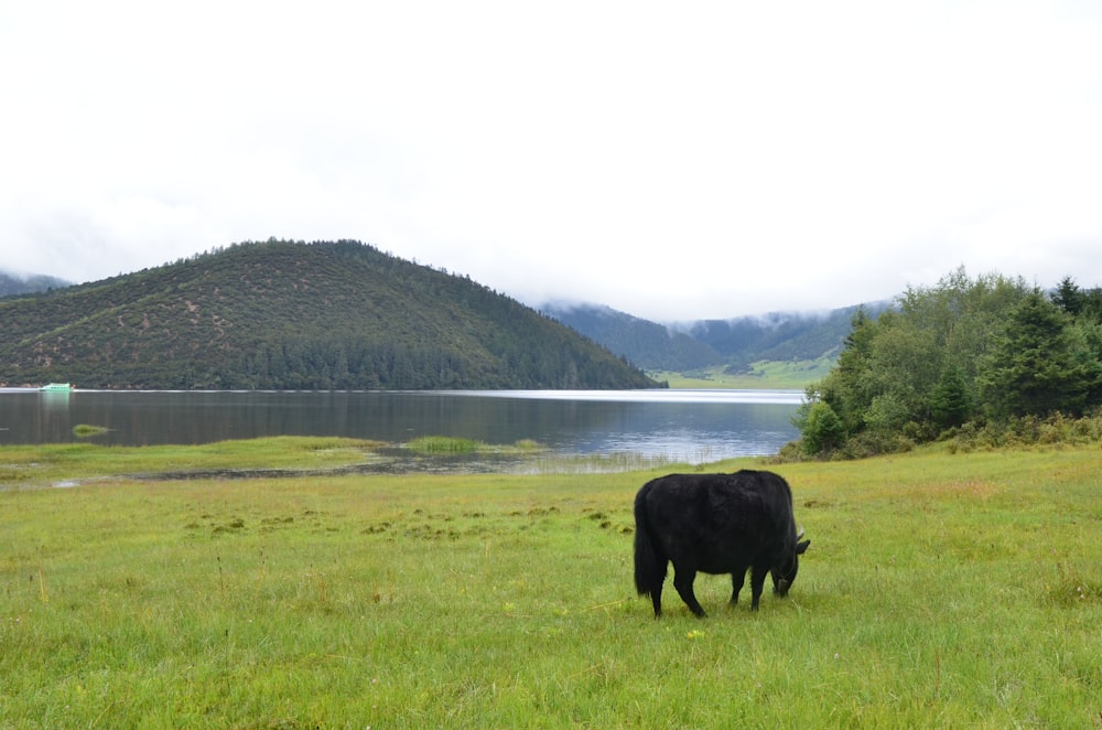 black animal eating grass near body of water during day