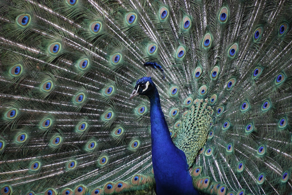 blue and green peacock