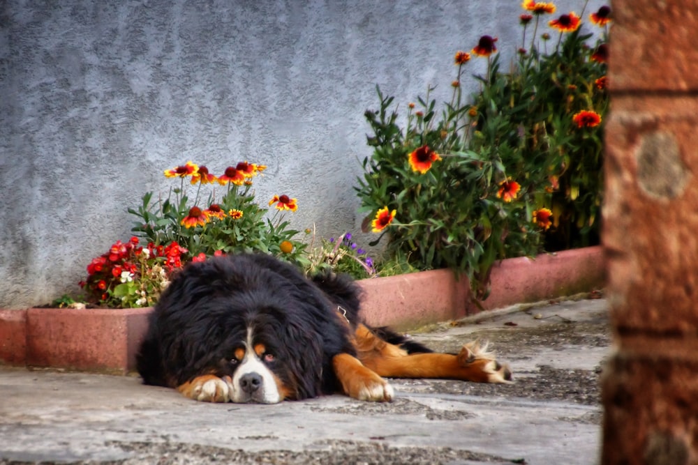 medium-coated black and brown dog lying outdoors