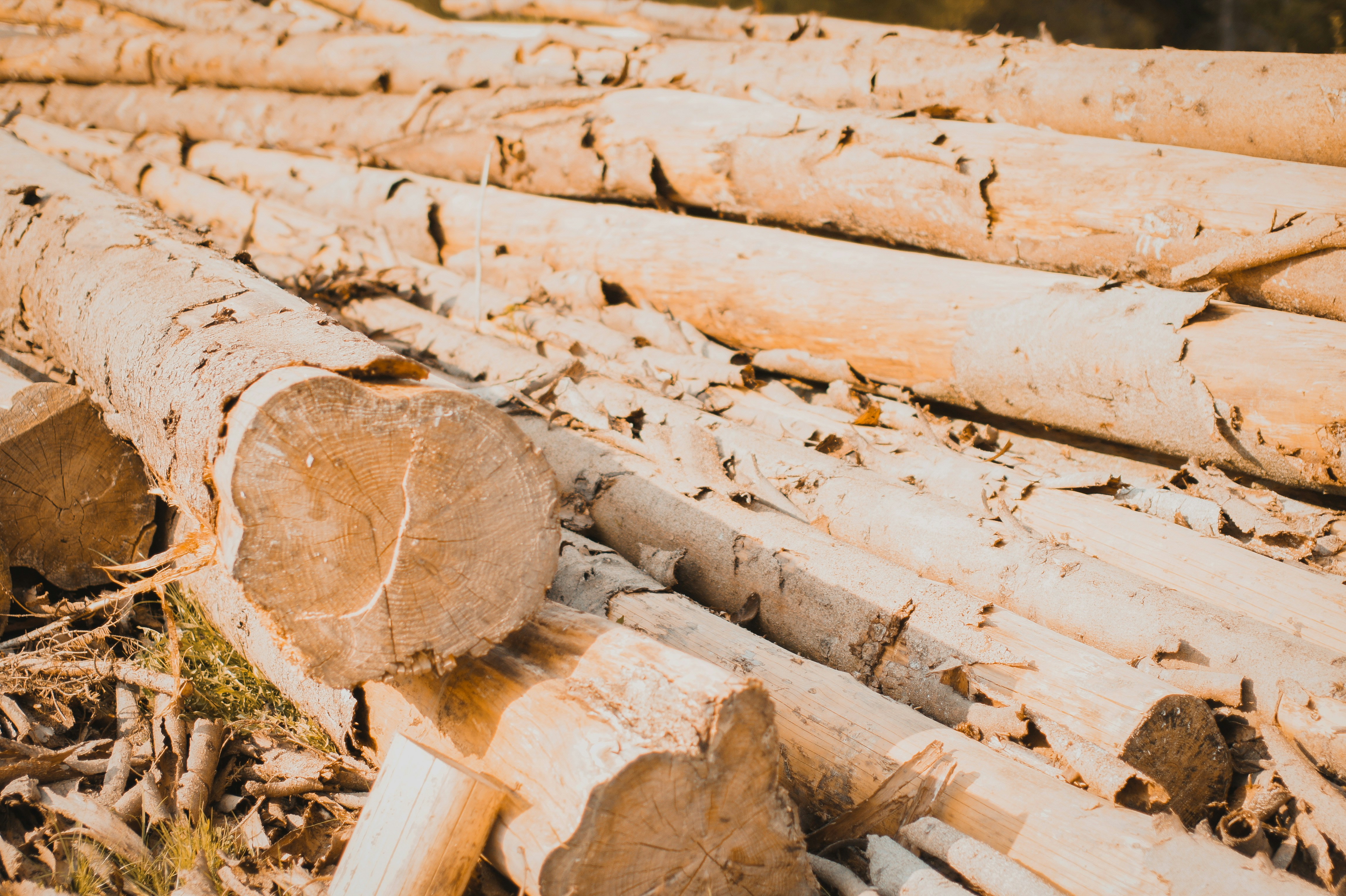 Photo by michelstock