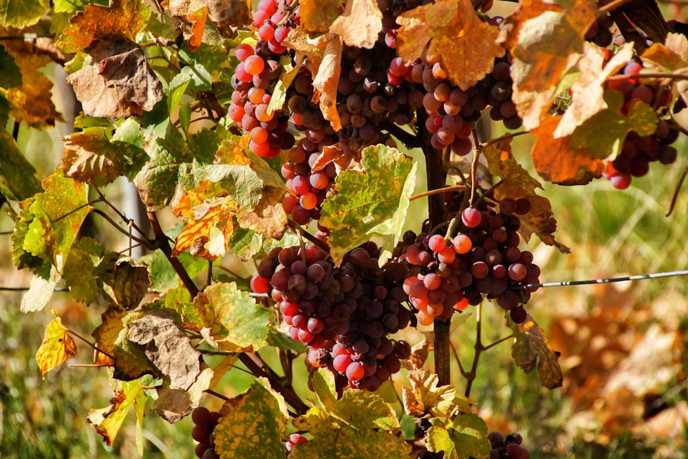 red grapes hanging from tree