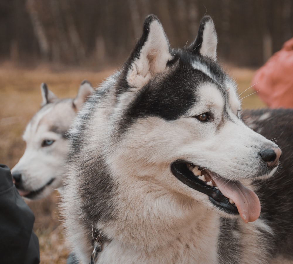 short-coated white and gray dog