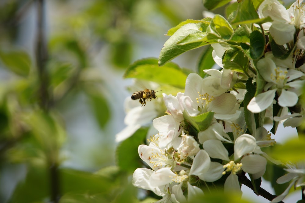 white petaled flower close up photo