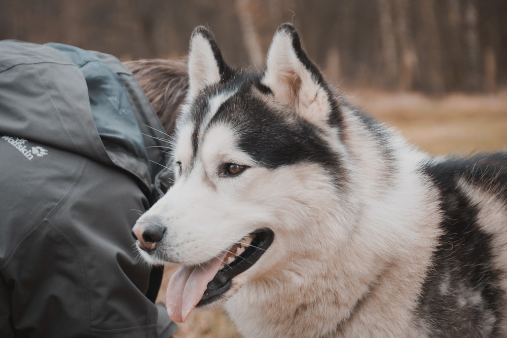 white and black Siberian husky