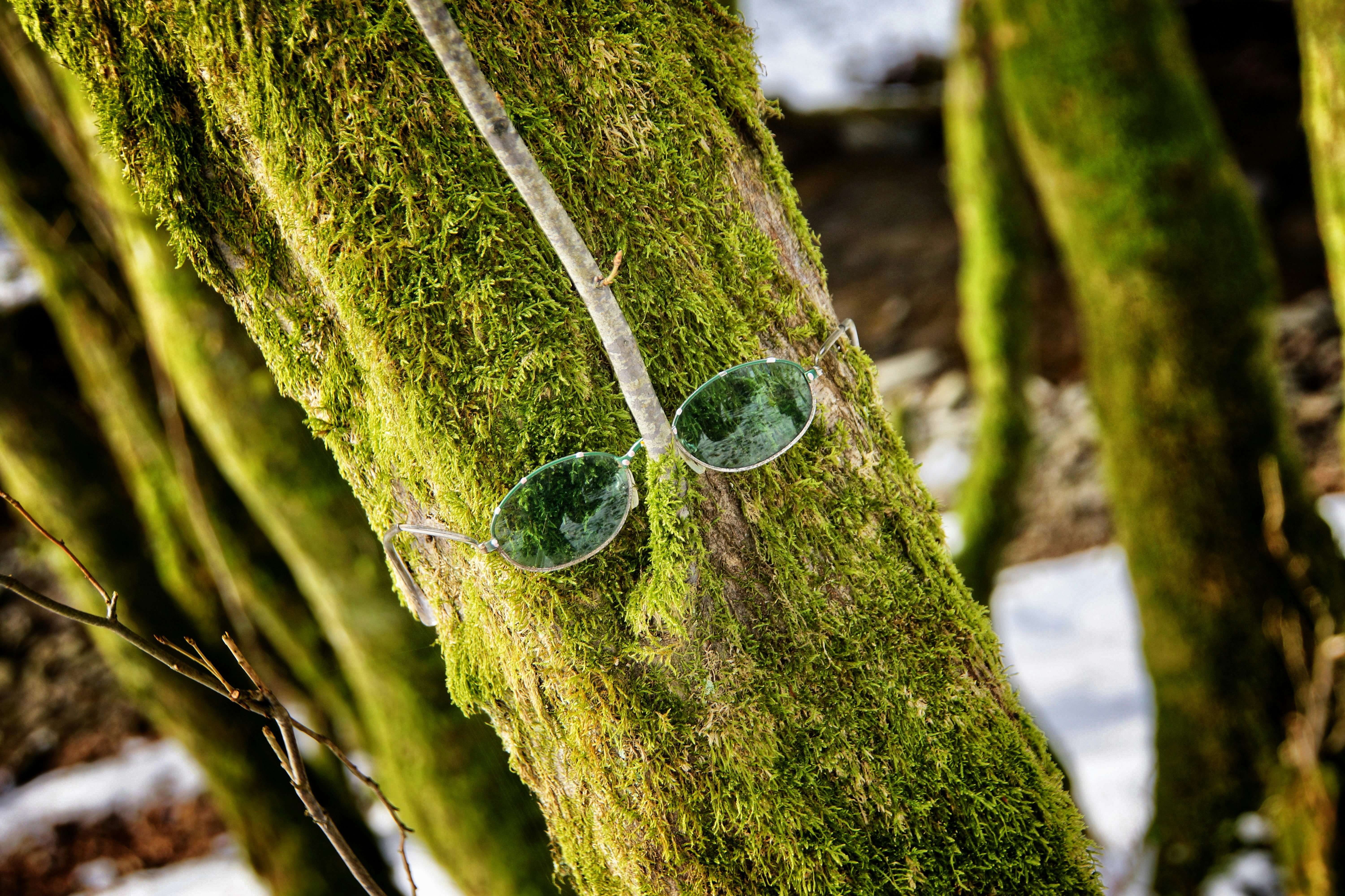 eyeglasses on tree bark