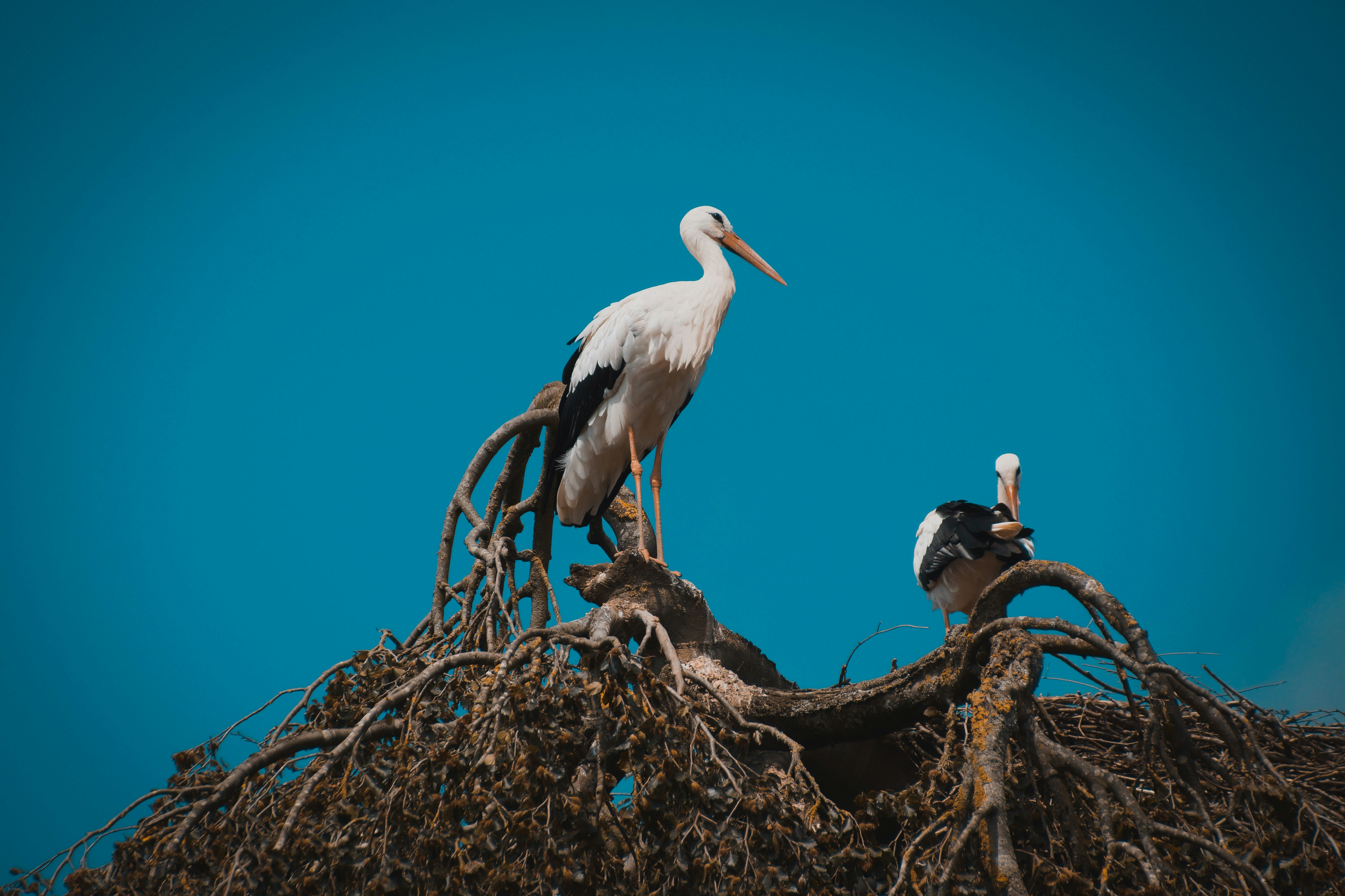 Photo by michelstock