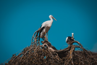 A pair of storks building their nest high in a tree against a clear blue sky.