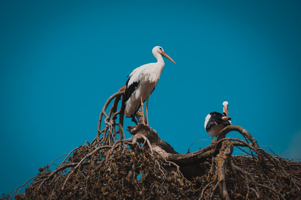 white and black stork bird on a tree