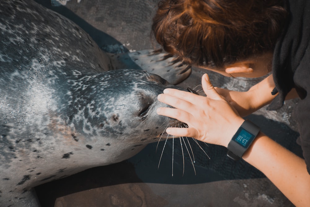 unknown person petting seal