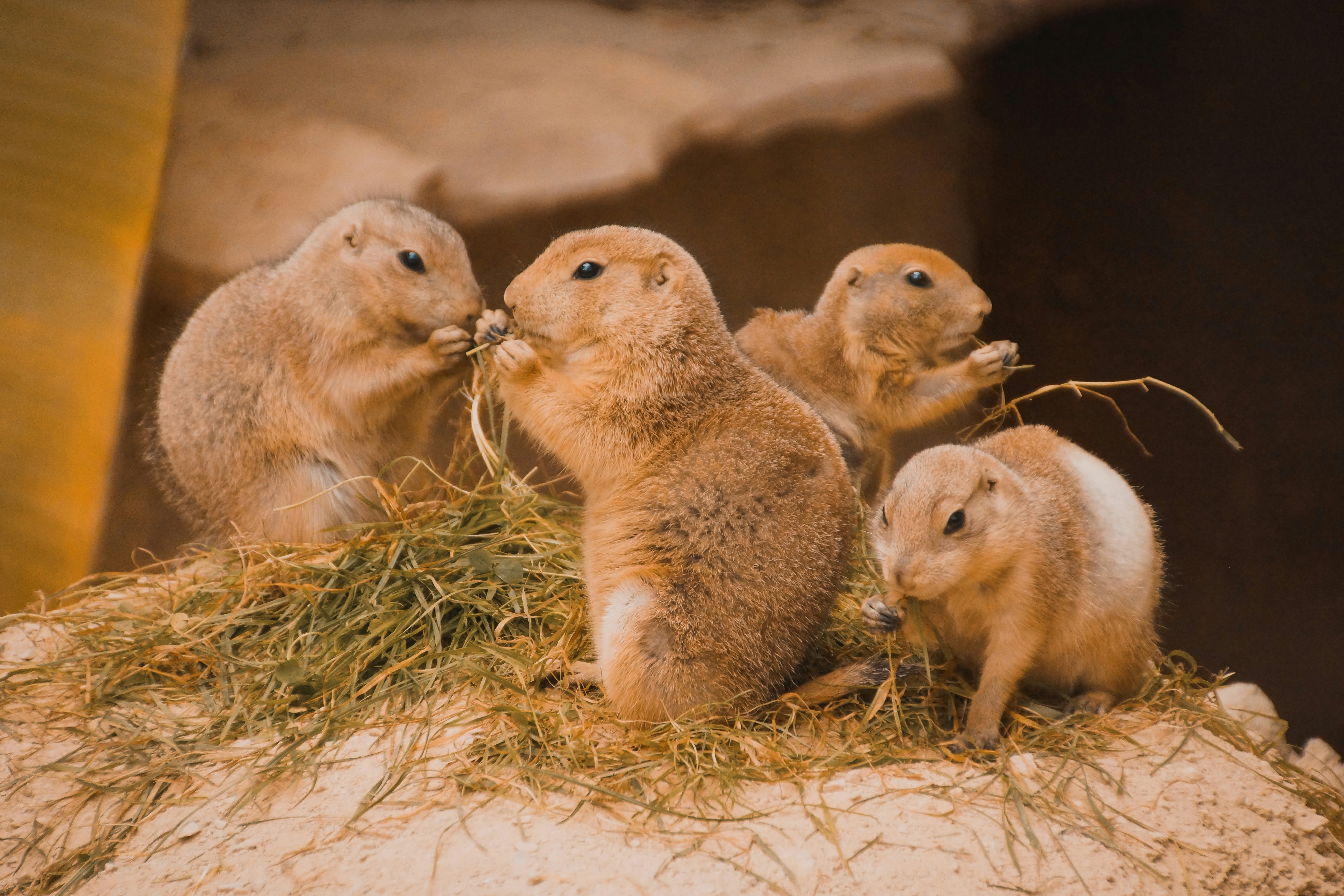 How to Train a Gerbil to Use Litter Area: Expert Step-by-Step Guide