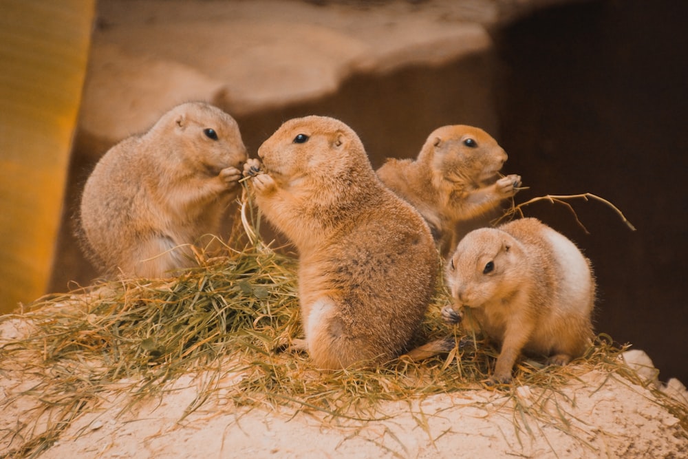 four brown prairie dogs on the ground