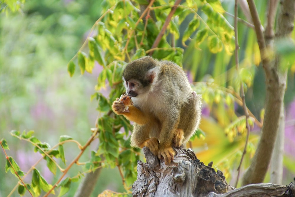 primate on tree branch