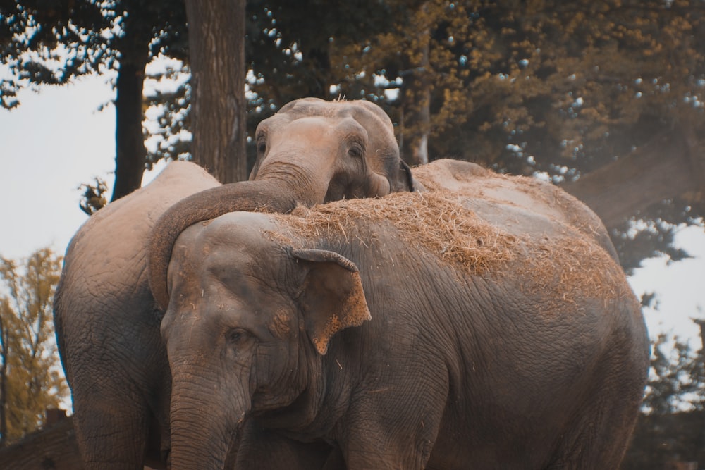 three gray elephants