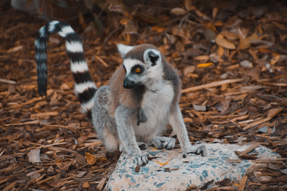 brown and white animal on leaf