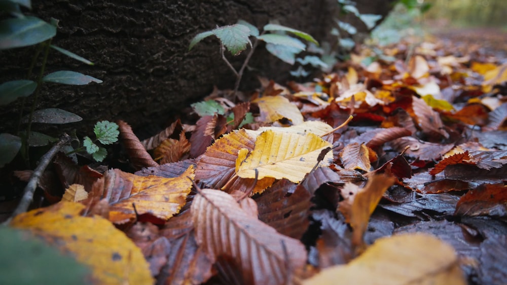 brown and yellow wilted leaves on the ground