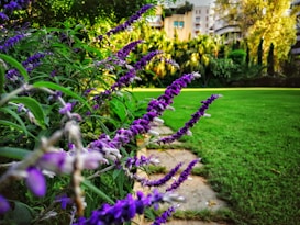 purple lavenders